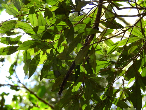 white booyong (Argyrodendron trifoliolatum)