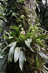 Maxillaria fletcheriana, photograph (c) Dr. Alexey Yakovlev, some rights reserved (CC BY)