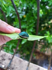 Polychalca punctatissima