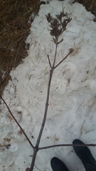 Syringa hyacinthiflora