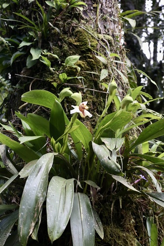 Maxillaria fletcheriana, photograph 2
