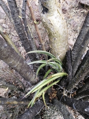 Agave felgeri