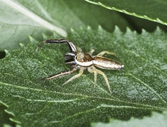 Hentzia alamosa