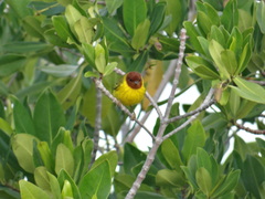 Setophaga petechia bryanti