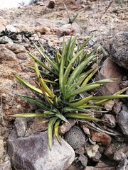 Agave felgeri