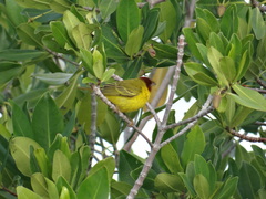 Setophaga petechia bryanti