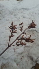 Syringa hyacinthiflora
