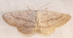 Glena cognataria