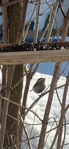 Marsh Tit