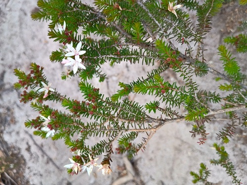 snow myrtle (Calytrix alpestris)