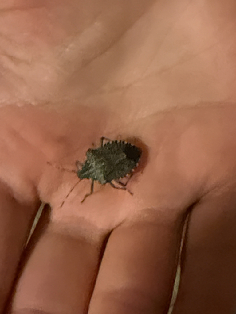 Brown Marmorated Stink Bug from N Garden St, Bellingham, WA, US on ...