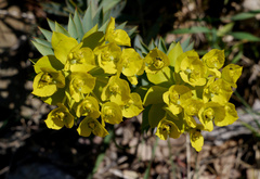 Euphorbia rigida