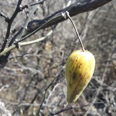 Funastrum pannosum