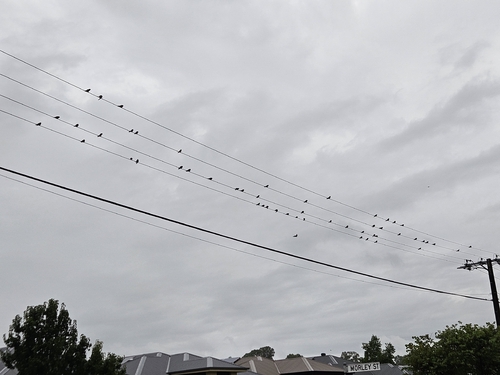 Tree Martin (Petrochelidon nigricans), photo 7