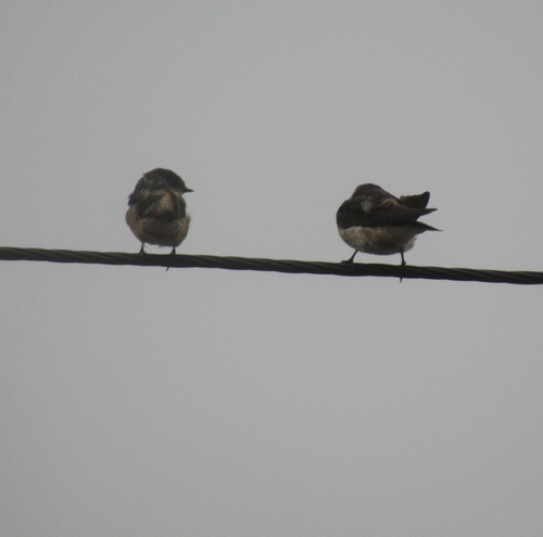Tree Martin (Petrochelidon nigricans), photo 8