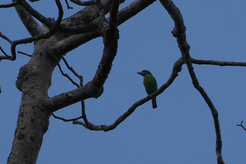 Moustached Barbet (Psilopogon incognitus), photo 2