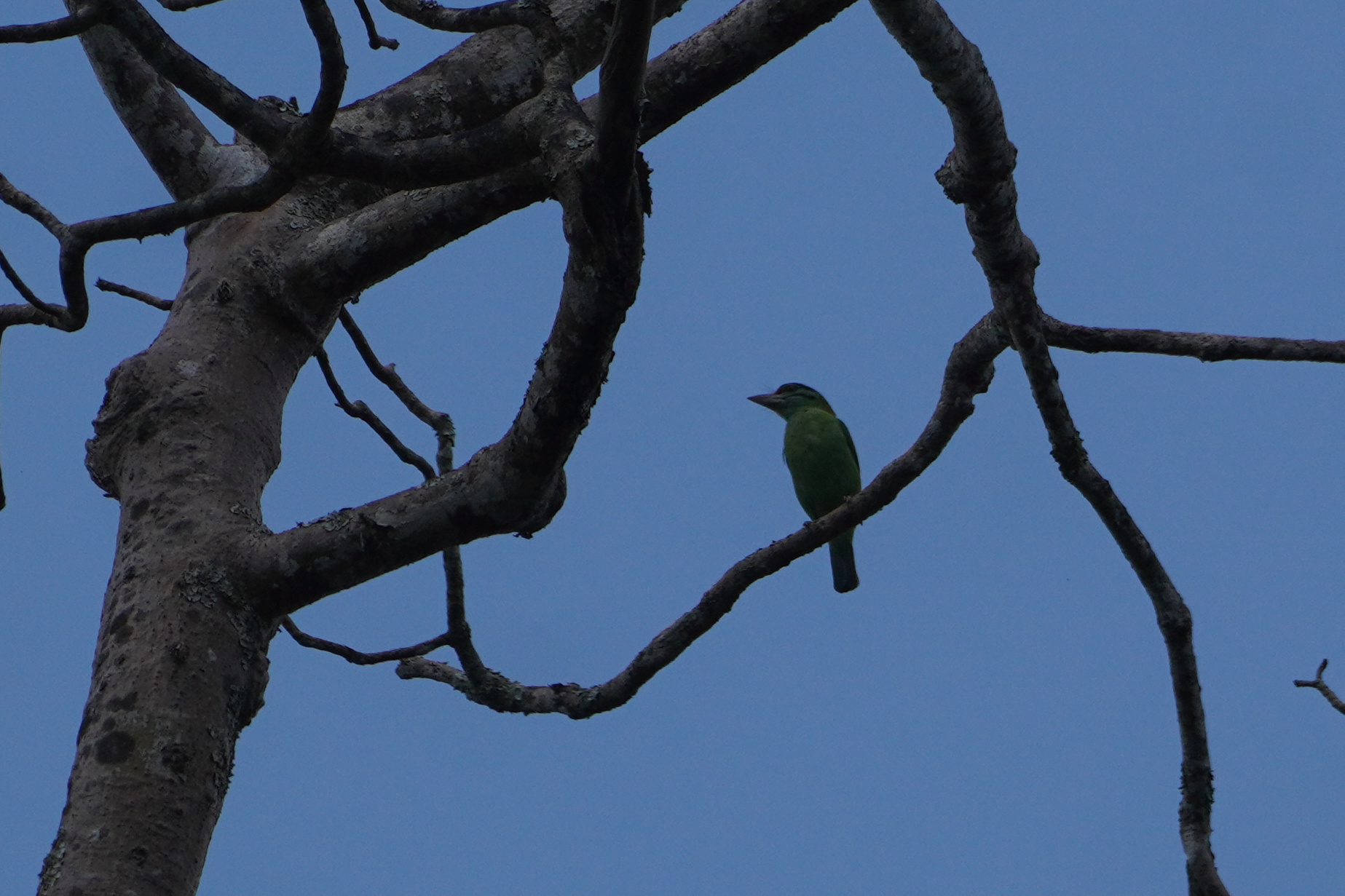 Moustached Barbet (Psilopogon incognitus), photo 2
