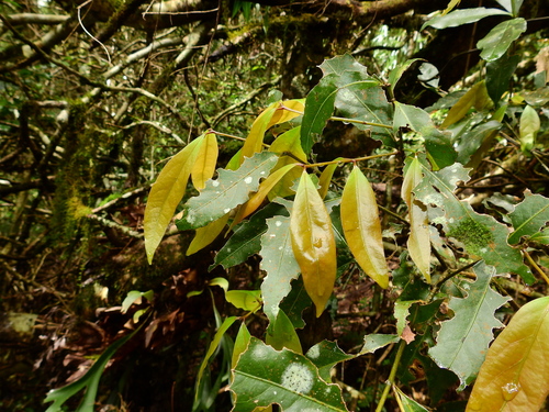 Camphorwood (Cinnamomum oliveri)