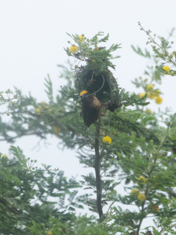 Streaked Weaver (Ploceus manyar)