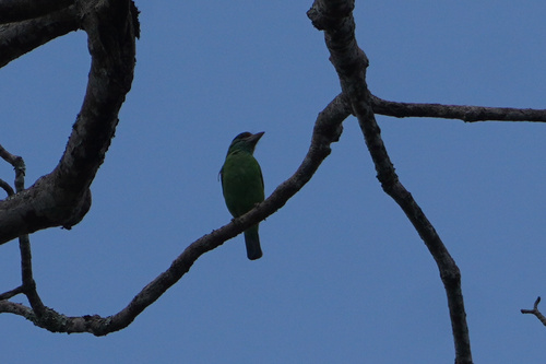 Moustached Barbet (Psilopogon incognitus)