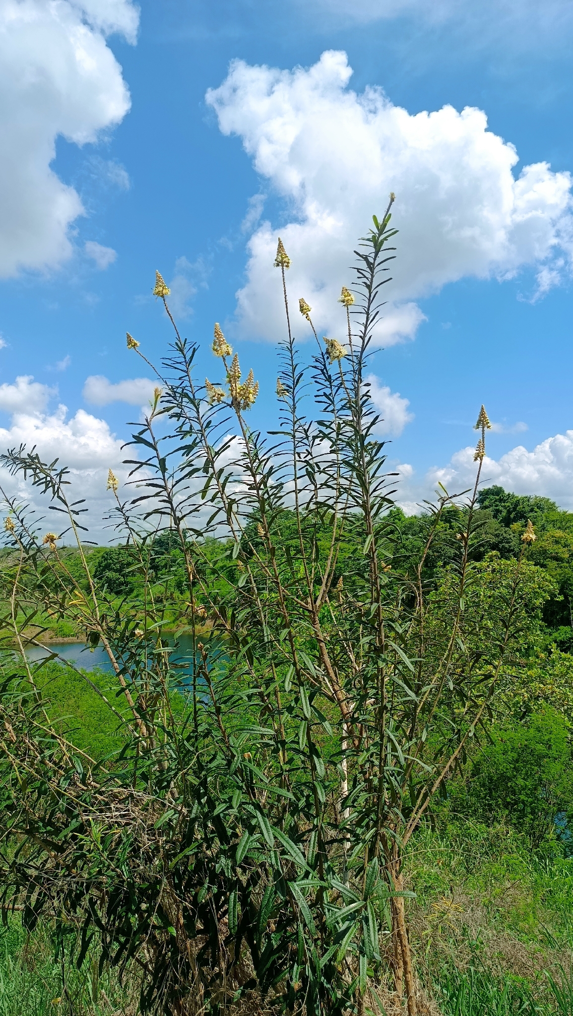 Morisonia longifolia