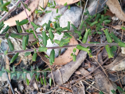 Leionema bilobum, photograph 4