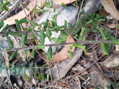 Leionema bilobum, photograph (c) grampianshiker, some rights reserved (CC BY)