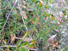 Leionema bilobum, photograph (c) grampianshiker, some rights reserved (CC BY)