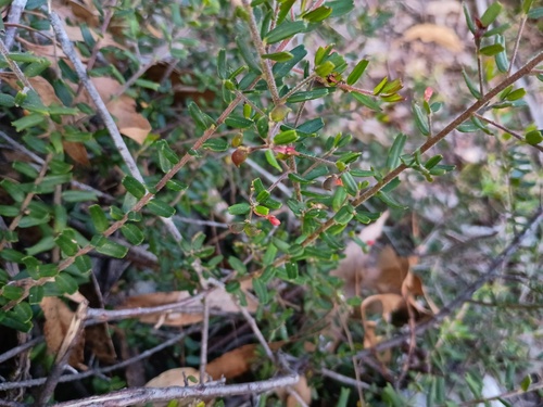 Leionema bilobum, photograph 6