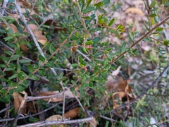 Leionema bilobum, photograph (c) grampianshiker, some rights reserved (CC BY)