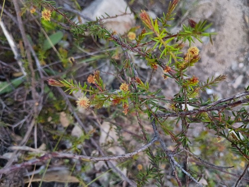 Thin-leaf Wattle (Acacia aculeatissima)