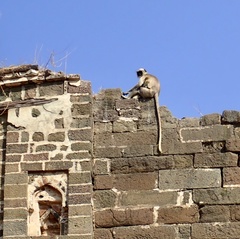 Semnopithecus hypoleucos