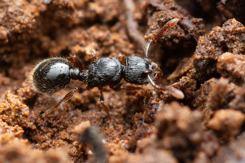 Myrmecina australisMyrmecina australis