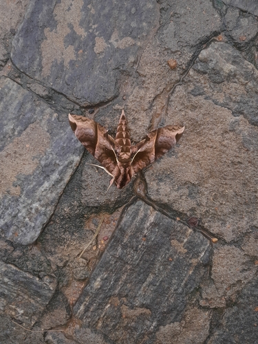 Anchemola Sphinx