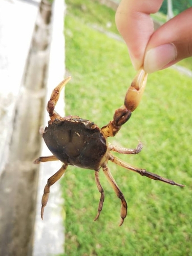 Sayamia sexpunctata (Sayamia sexpunctata)