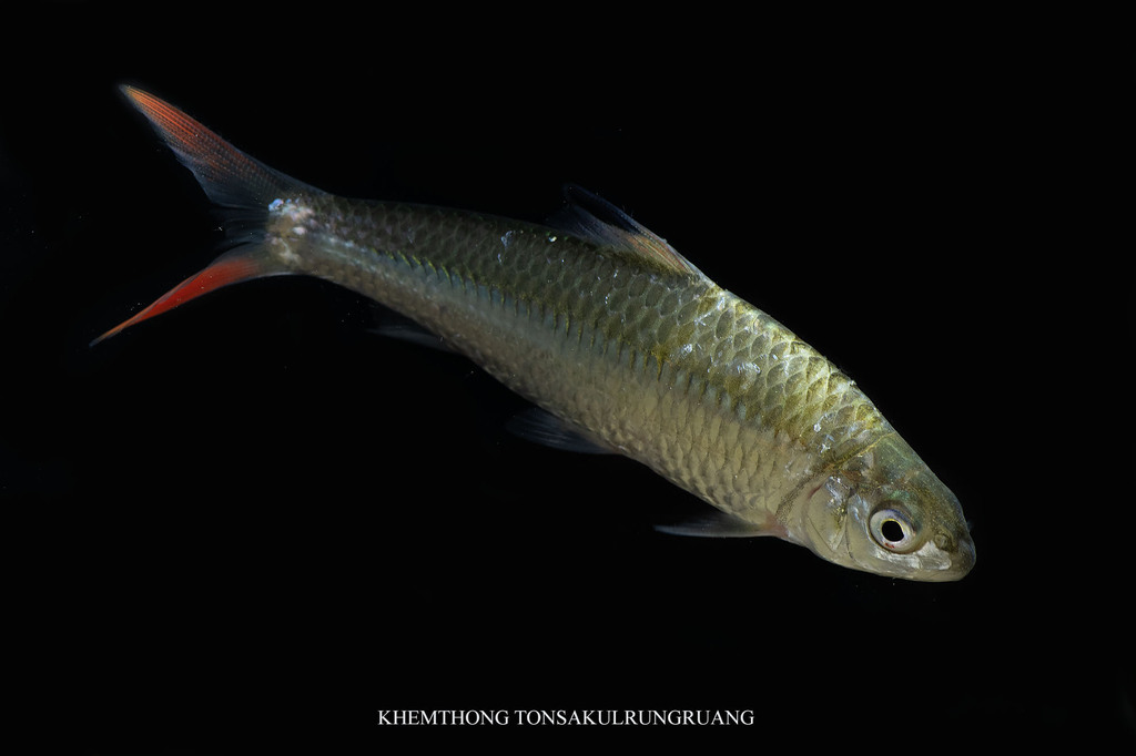 Redtail Barb
