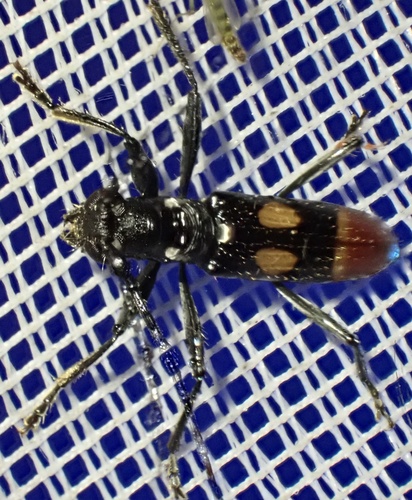 Thoracibidion ruficaudatum