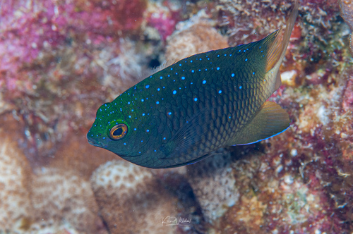 Jewel Damsel
