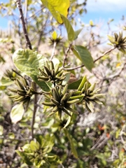Cordia sonorae