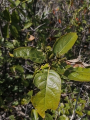 Cordia sonorae