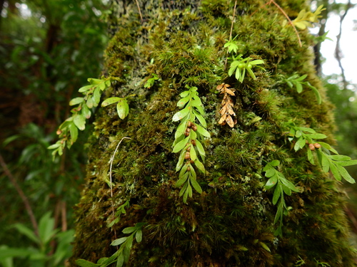 oval fork-fern (Tmesipteris ovata)