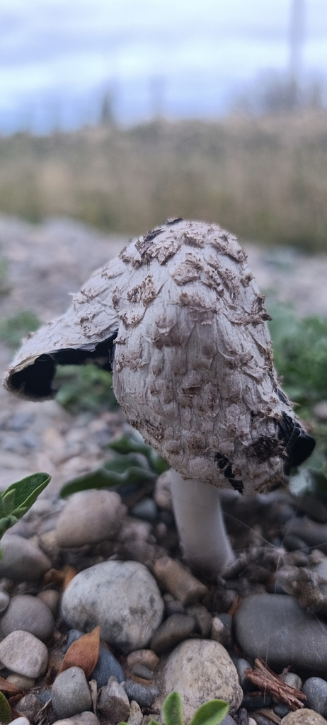 Coprinus comatus · February 2026 · photo: © matiascabezas (iNaturalist, cc-by)