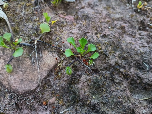 Hidden Violet (Viola cleistogamoides)