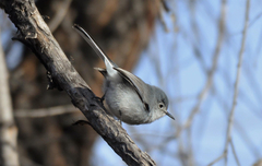 Polioptila nigriceps