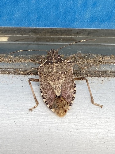 Brown Marmorated Stink Bug