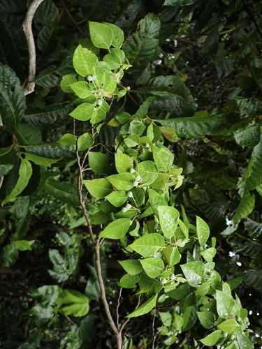 Homalanthus arfakiensis