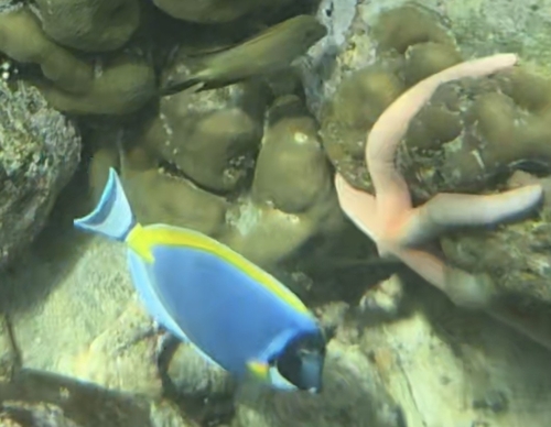 Acanthurus leucosternon