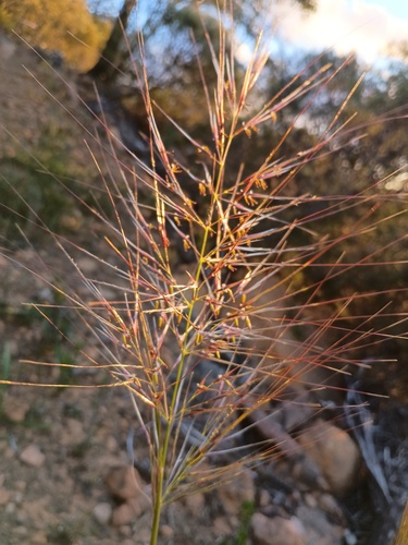 Austrostipa mollis, photograph 6