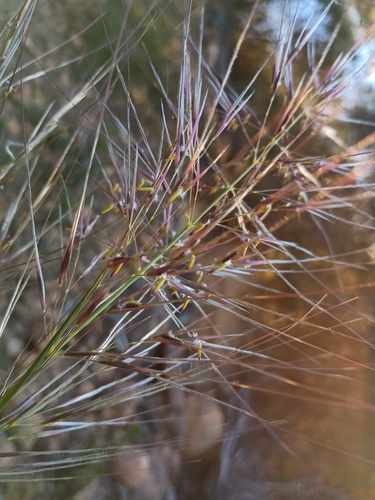 Austrostipa mollis, photograph 3