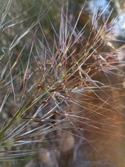 (c) grampianshiker, some rights reserved (CC BY) Austrostipa mollis, photograph (c) grampianshiker, some rights reserved (CC BY)